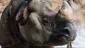 Revival of Rhinos in Assam : A Triumph in Wildlife Conservation
