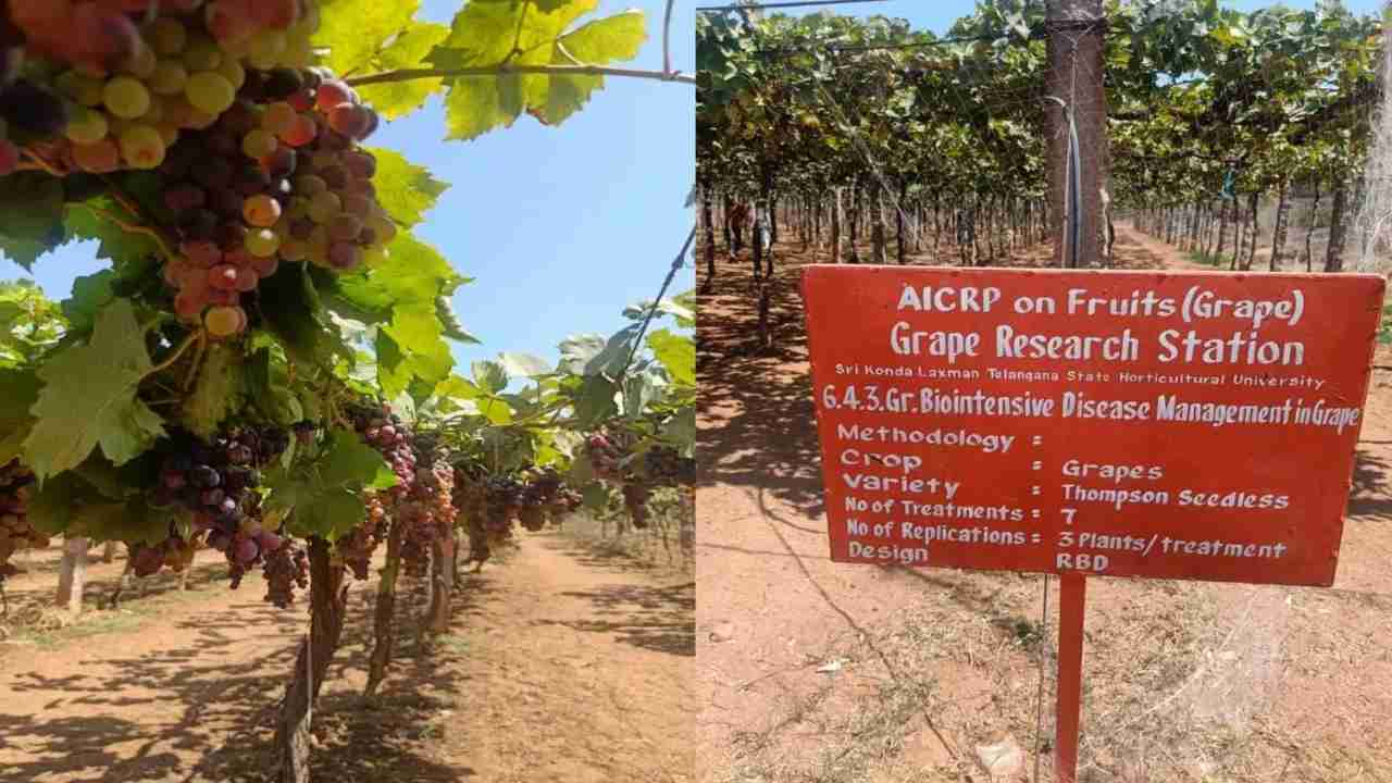 Hyderabad Grape Festival Showcases Rich Heritage and Cutting-Edge Viticulture