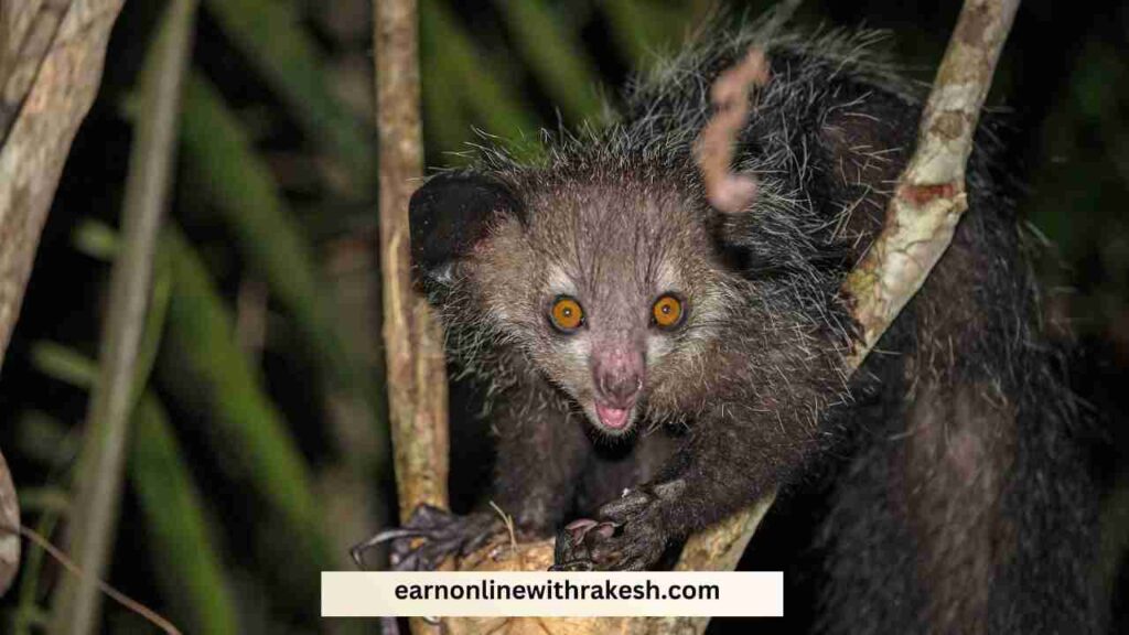 Mysteries of the Aye-Aye : Unusual Midnight Spectacle