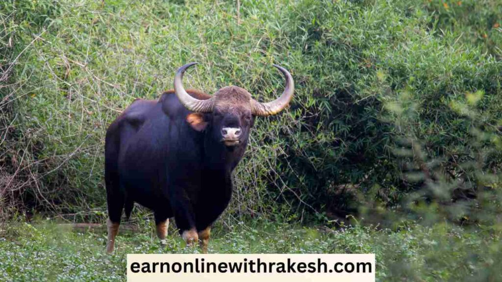 Indian Bison Population Survey in Papikonda National Park and Surrounding Forests