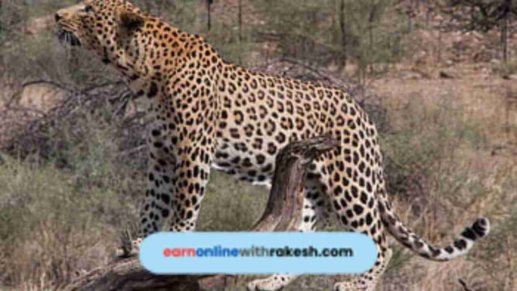 Leopard Encounter Humans : Brave Stand of Surat Tribal Farmer and Wife