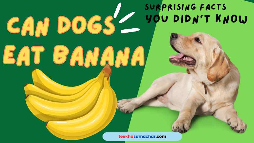 Discover whether bananas are safe for dogs to eat, their nutritional benefits, potential risks, and how to prepare them safely. Get expert advice on feeding bananas to your furry friend and find answers to common questions about dogs and bananas.