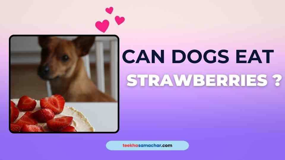Discover if it's safe for dogs to eat strawberries, learn about the benefits and risks, and get expert advice on incorporating this fruit into your dog's diet. Prevent digestive issues and allergies with these helpful tips.