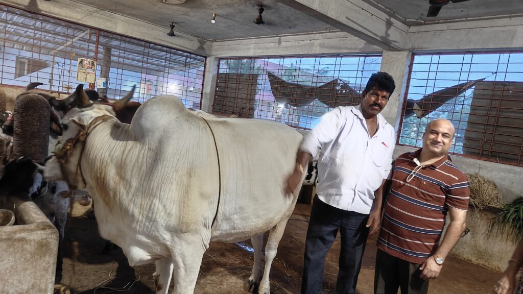 Visit Mallikarjuna Swamy Temple Goshala in BHEL Colony, Lingampally, Hyderabad, for a serene spiritual experience. Learn about gau seva, blessings from cows, and temple darshan in this detailed guide.