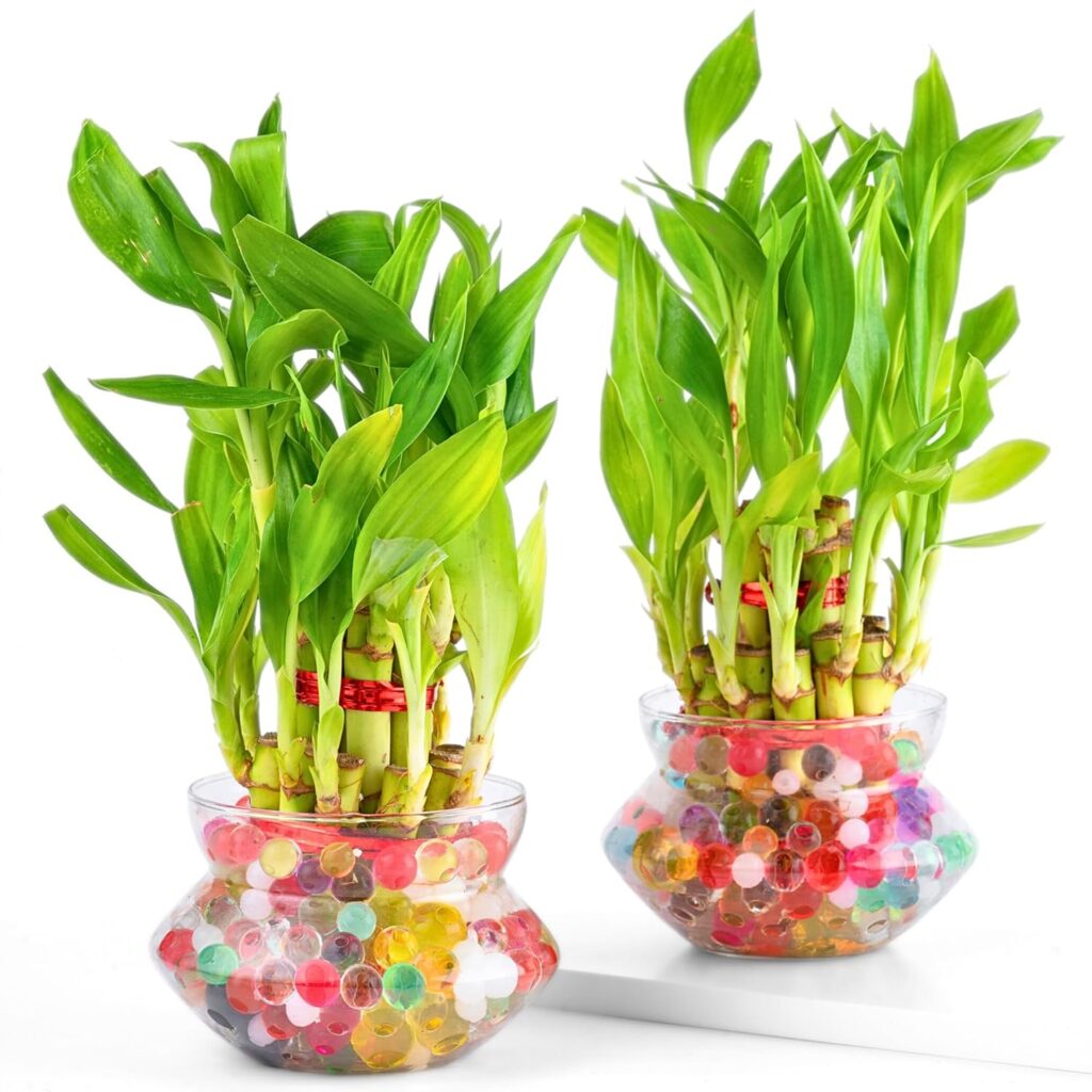 Add beauty, positivity, and good vibes to your home or office with Nurturing Green® Combo of 2 Lucky Bamboo Plants. Easy to maintain, stylish, and perfect for gifting.